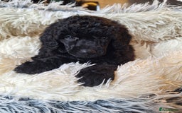 Miniature Poodle dogs for sale: KC REGISTERED MINIATURE POODLES - Image 9