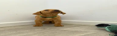 Dark Green Collar Boy