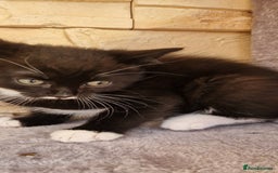 Mixed Breed cats for sale: Kittens😺 - Image 6