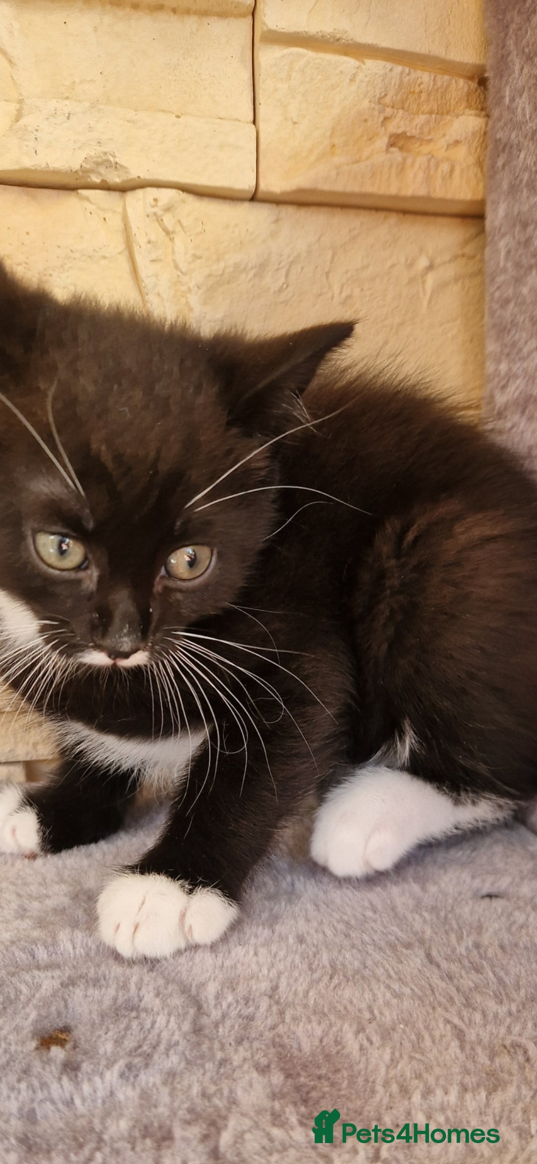 Mixed Breed cats for sale: Kittens😺 - Image 6