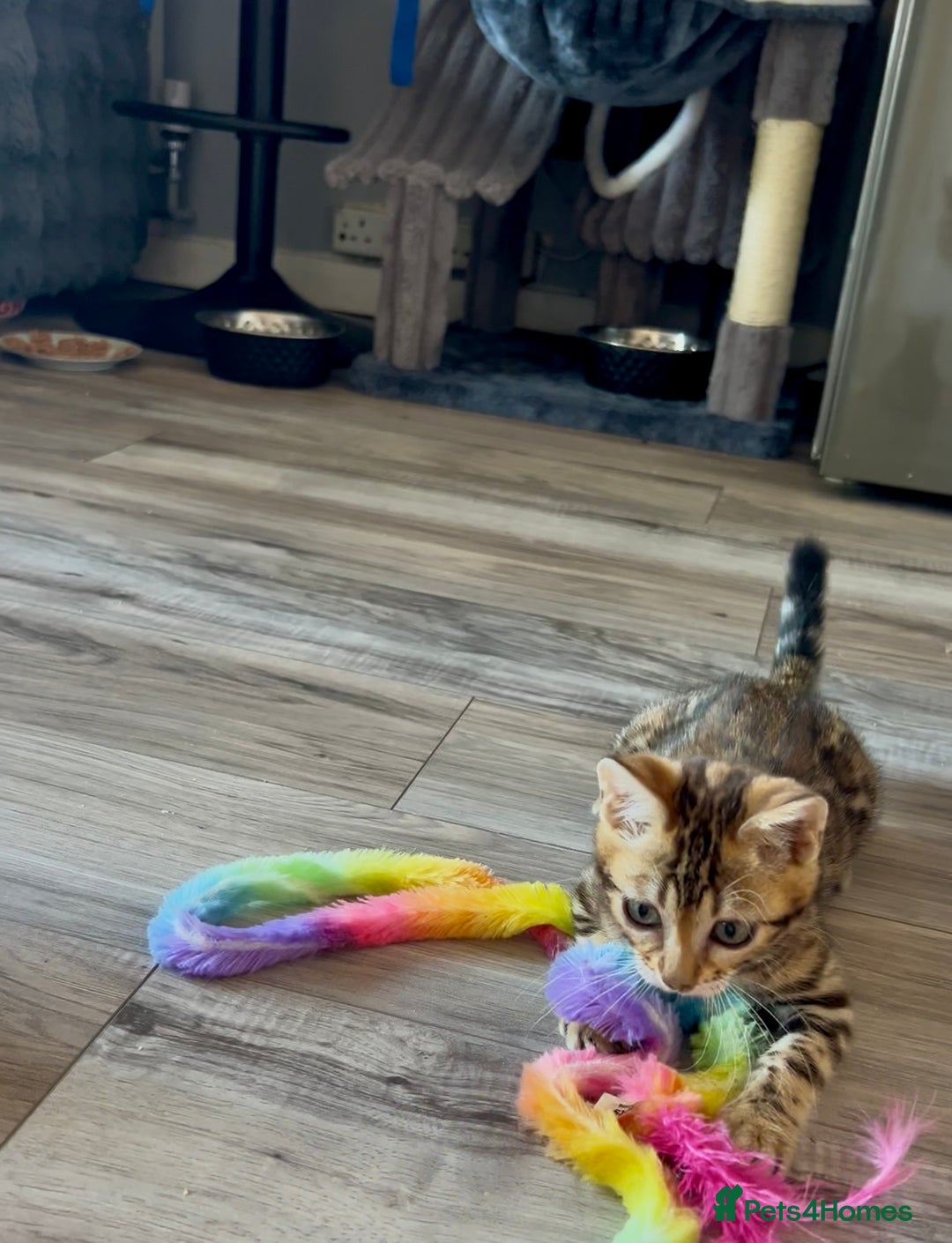 Bengal cats for sale: Exceptional Bengal Kittens- Rare Colours- TICA Reg - Image 1