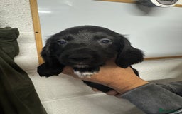 Sprocker dogs for sale: Sprocker Spaniel Pups- Ready To Go - Image 14