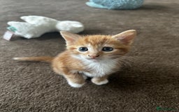 Mixed Breed cats for sale: Three stunning kittens for sale - Image 8