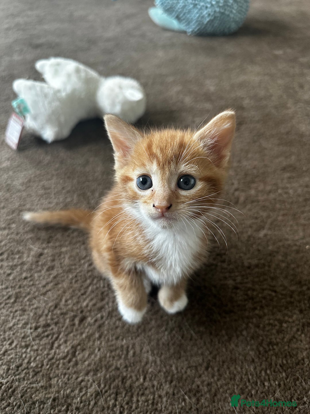 Mixed Breed cats for sale: Three stunning kittens for sale - Image 8