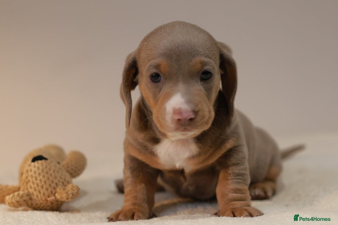 Miniature Dachshund dogs for sale: 5StarsLicensed+KC+PRAClear+VetChecked - Image 13
