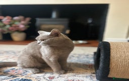 British Shorthair cats for sale: GCCF Active Lilac British Shorthair - Image 3