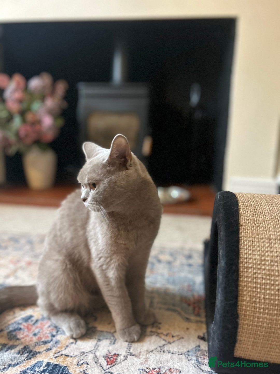 British Shorthair cats for sale: GCCF Active Lilac British Shorthair - Image 3