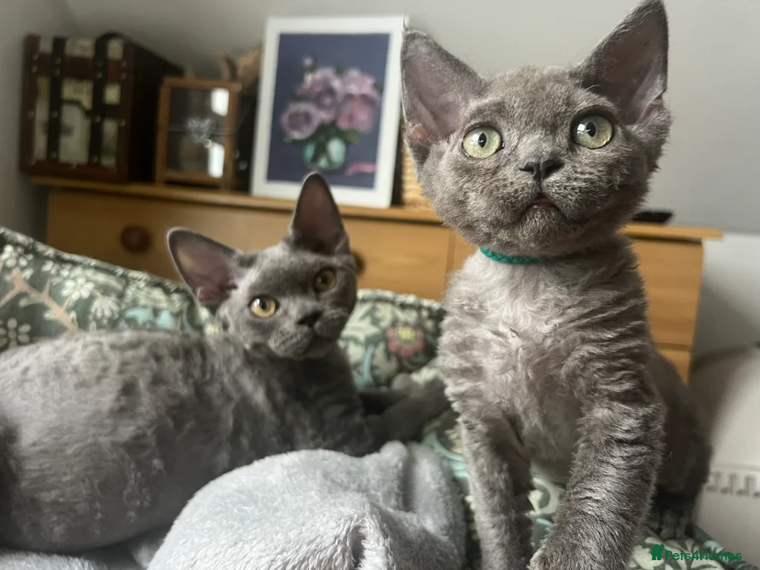 Devon Rex cats for sale: Devon Rex kittens  - Advert 4