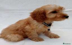 Cavapoo dogs for sale: Cavapoo puppies  - Image 5