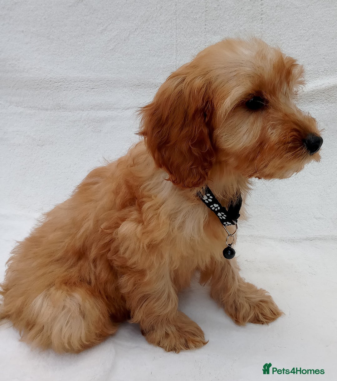 Cavapoo dogs for sale: Cavapoo puppies  - Image 5