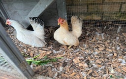 Chickens poultry for sale:  2 Female Serama Chickens + Nearly-New Grey Coop - Advert 6