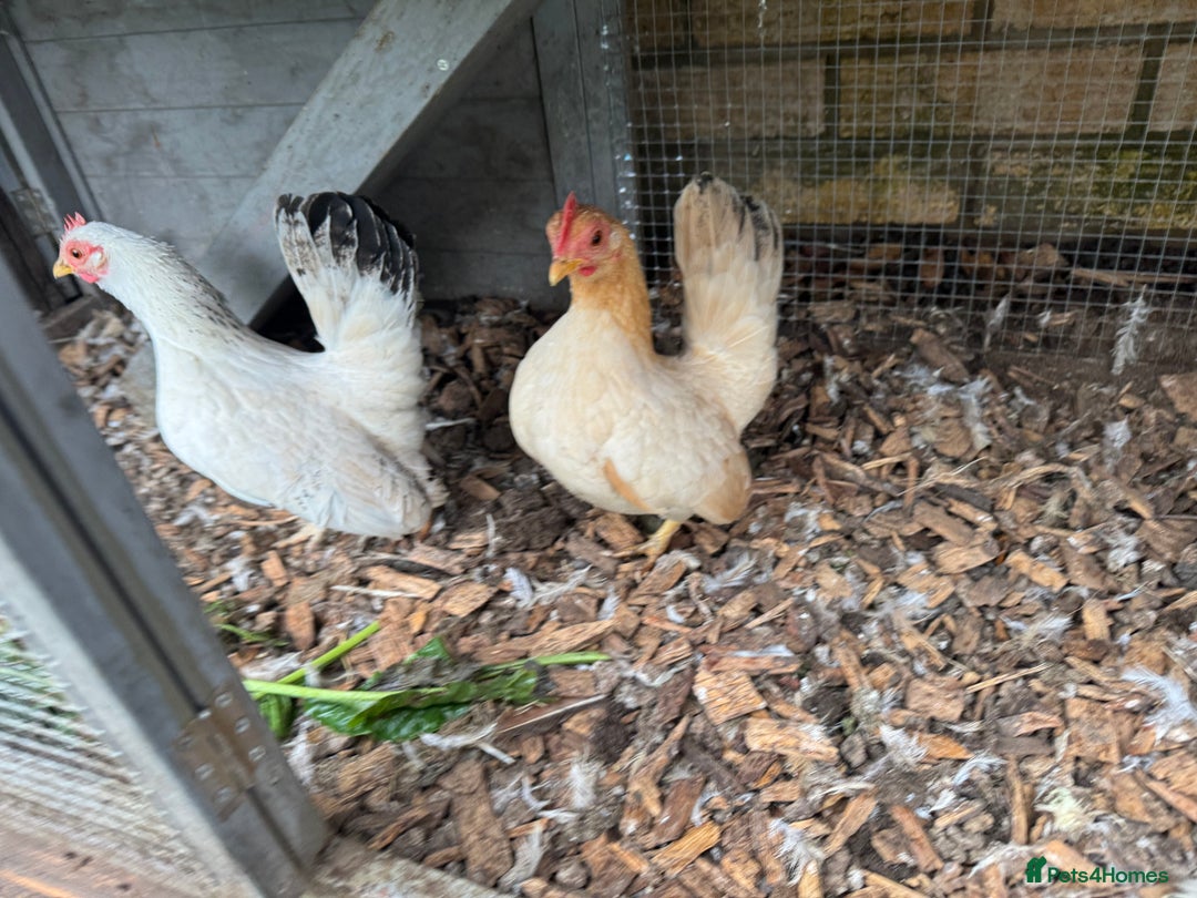 Chickens poultry for sale:  2 Female Serama Chickens + Nearly-New Grey Coop - Advert 6
