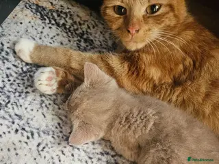 Mixed Breed cats 🐾 Gorgeous Kittens Available for Reservation 🐾 - Advert 1