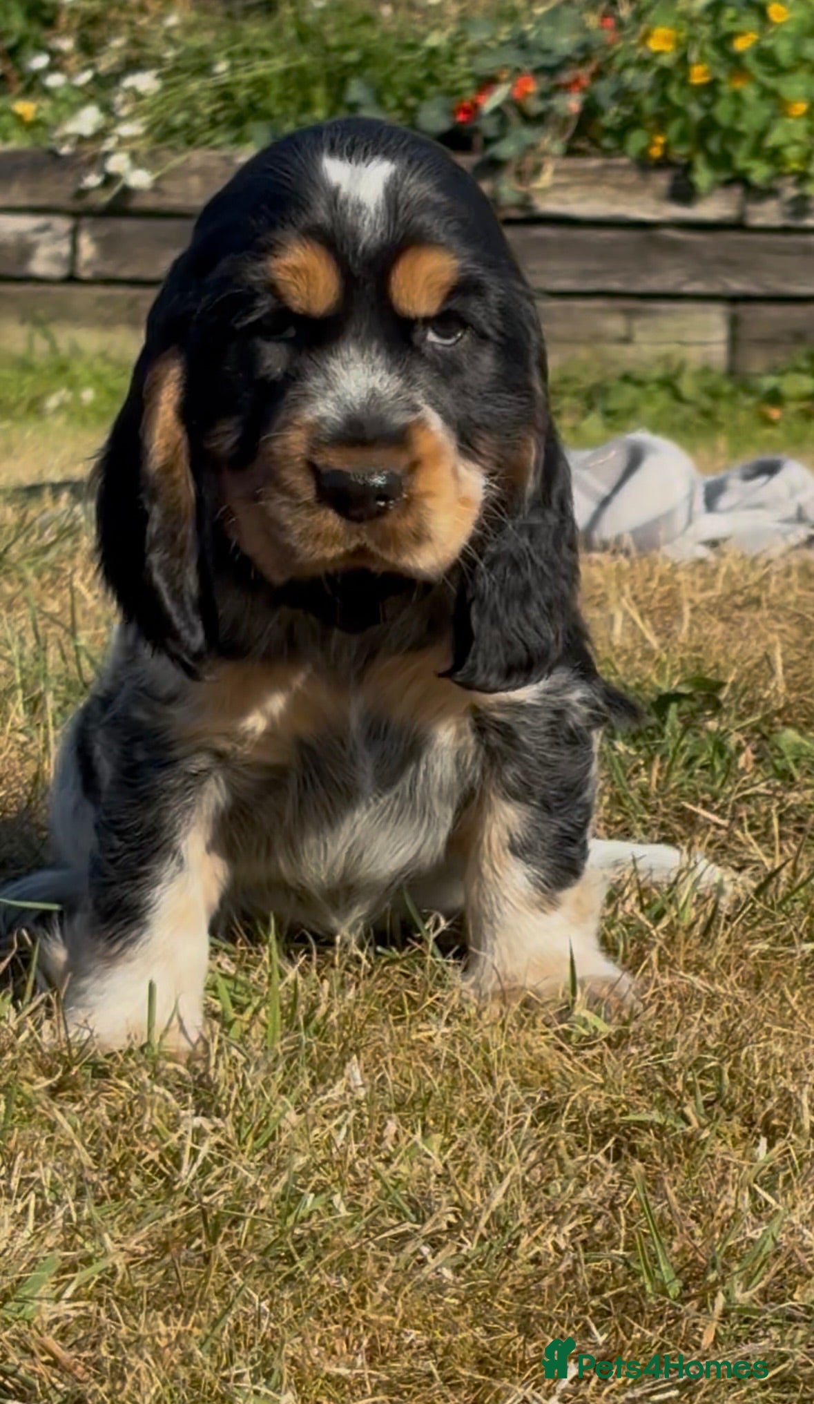Cocker Spaniel dogs KC Registered Show type Cocker Spaniel DNA Tested - Advert 2