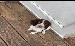 Cocker Spaniel dogs for sale: Kc working cocker spaniel Puppys  in Aylesbury - Image 4