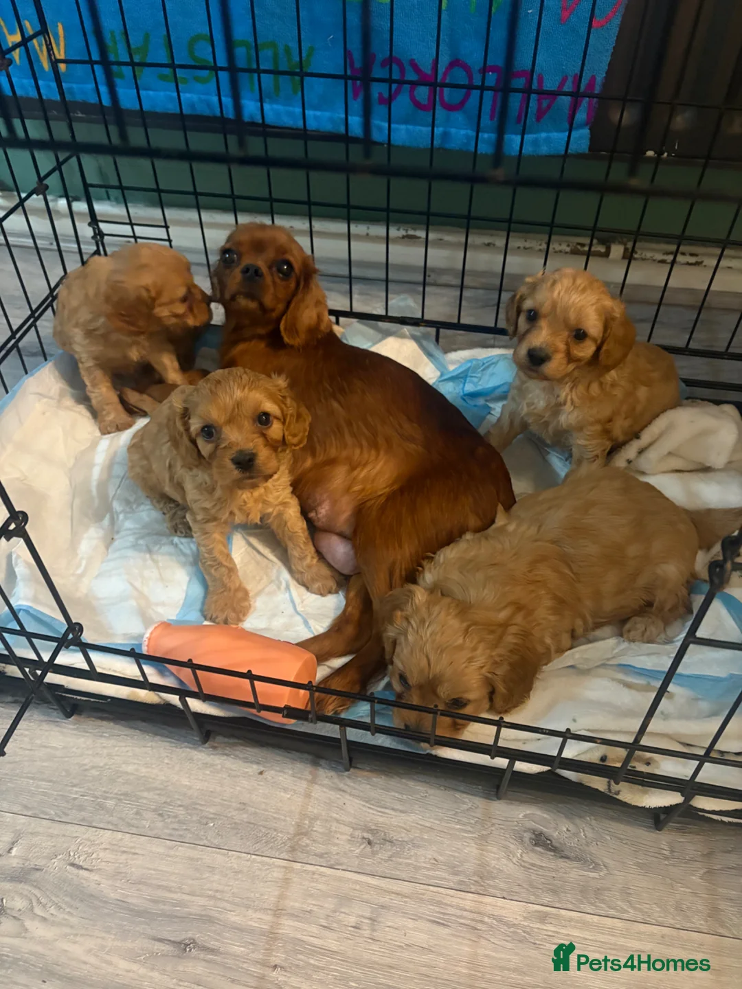Cavapoo dogs for sale: Cavapoo pups 10 weeks old  - Advert 7