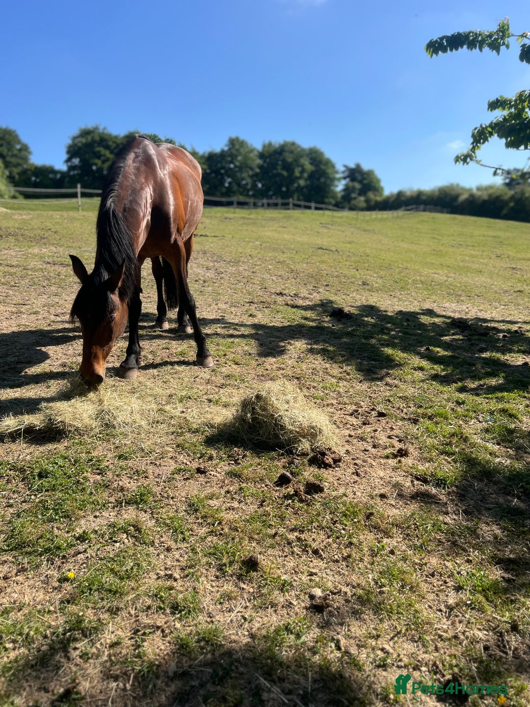 American Standardbred horses for sale: Bonnie ❤️🐴 - Image 8