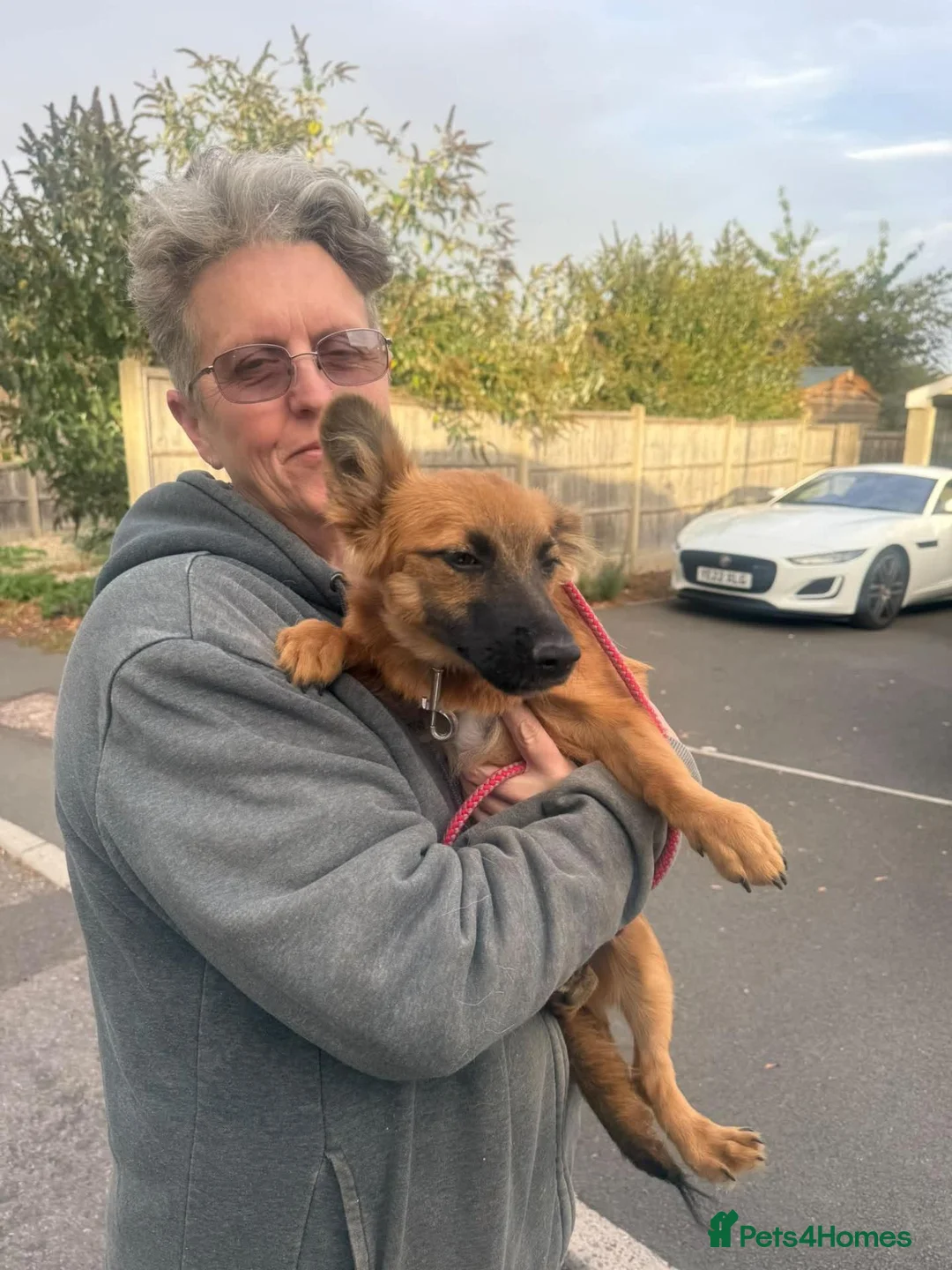 Mixed Breed dogs for adoption: Meet Molly 😍  in Minehead - Advert 5