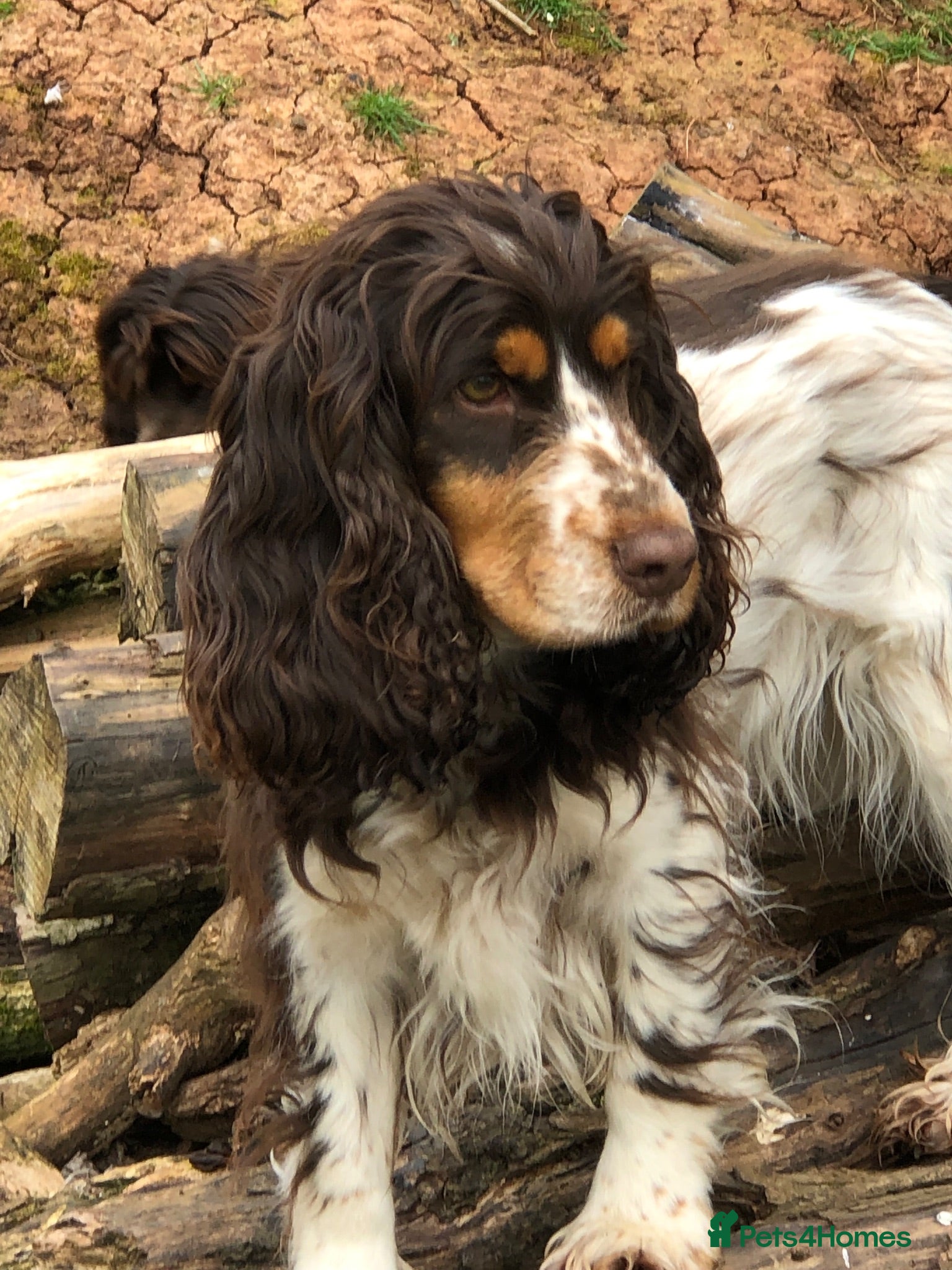 Cocker Spaniel dogs KC REG SHOW COCKER SPANIEL PUPPIES 🩷💙 - Advert 2