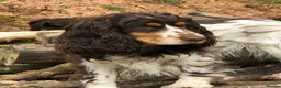 Cocker Spaniel dogs for sale: KC REG SHOW COCKER SPANIEL PUPPIES 🩷💙 - Advert 1
