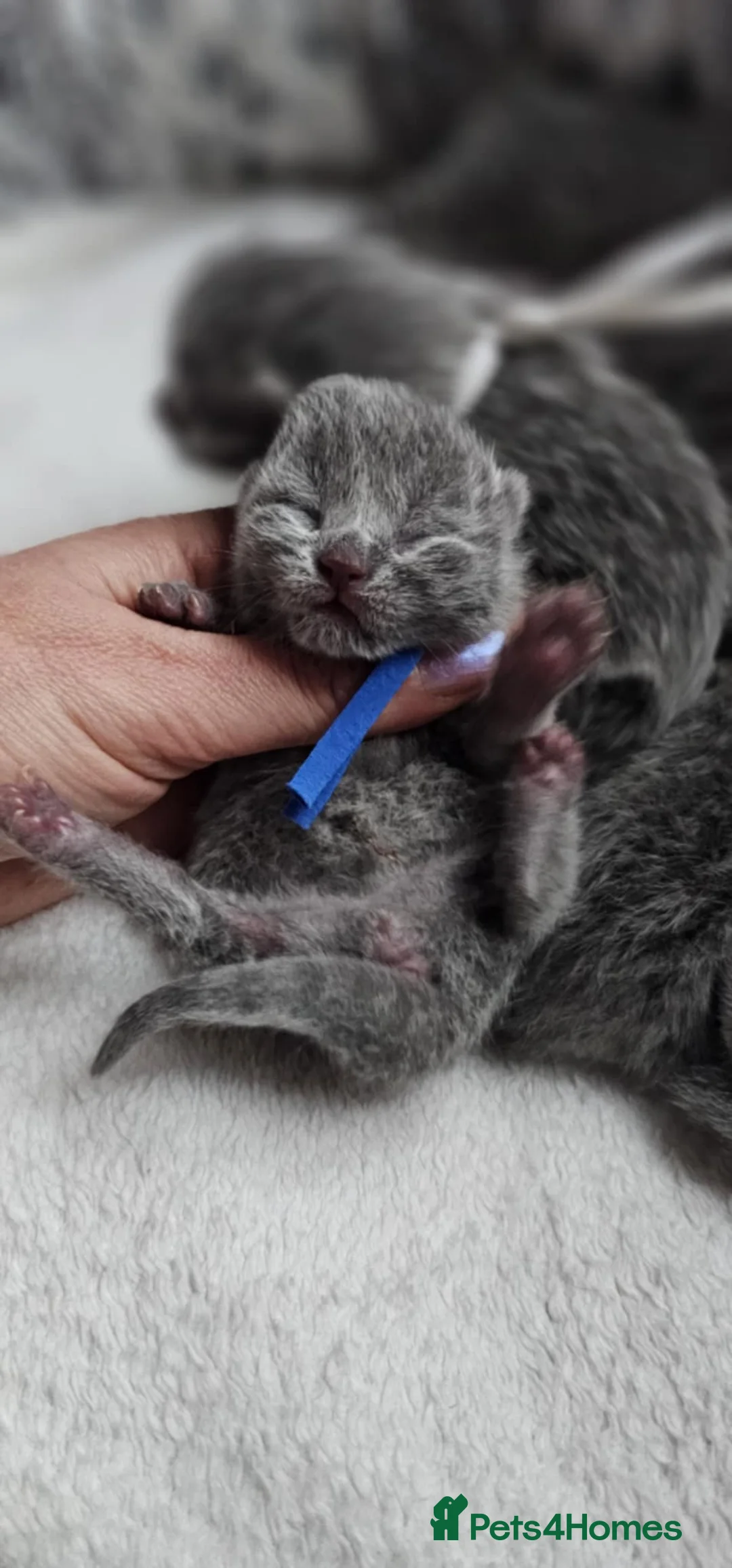 British Shorthair cats for sale: High-Quality British Shorthair Kittens GCCF - Advert 4