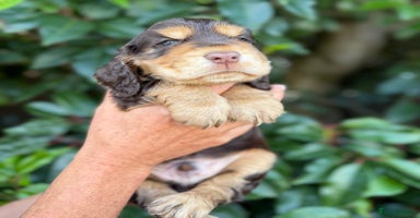 Cocker Spaniel dogs - Advert 4