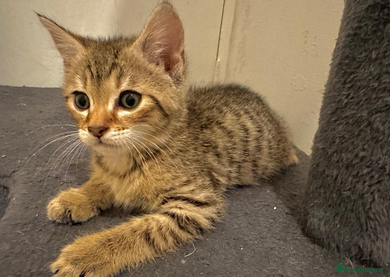 Bengal cats 4 gorgeous Bengal mix kittens - Advert 1