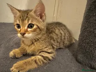 Bengal cats 4 gorgeous Bengal mix kittens - Advert 1