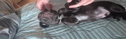 Mixed Breed dogs for sale: Gsp/Vizsla - Advert 21