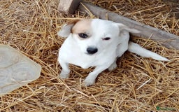 Mixed Breed dogs for adoption: RONNA - a beautiful tiny girl, for a Loving Home - Image 1