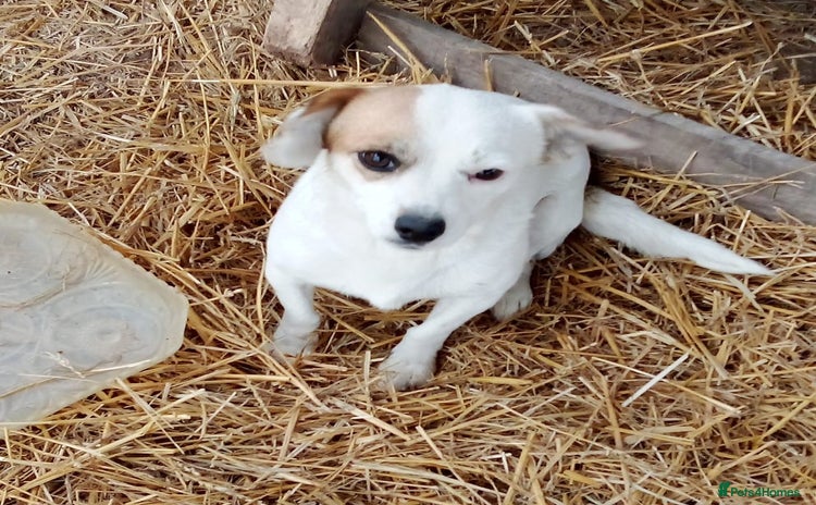 Mixed Breed dogs - Advert 3