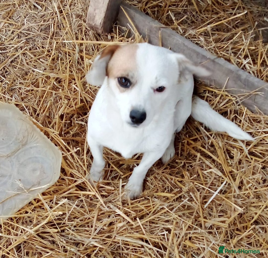 Mixed Breed dogs for adoption: RONNA - a beautiful tiny girl, for a Loving Home - Image 1