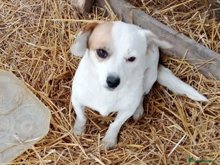 Mixed Breed dogs - Advert 2