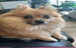 Pomeranian dogs for sale: 5 year old female Pomeranian - Image 8