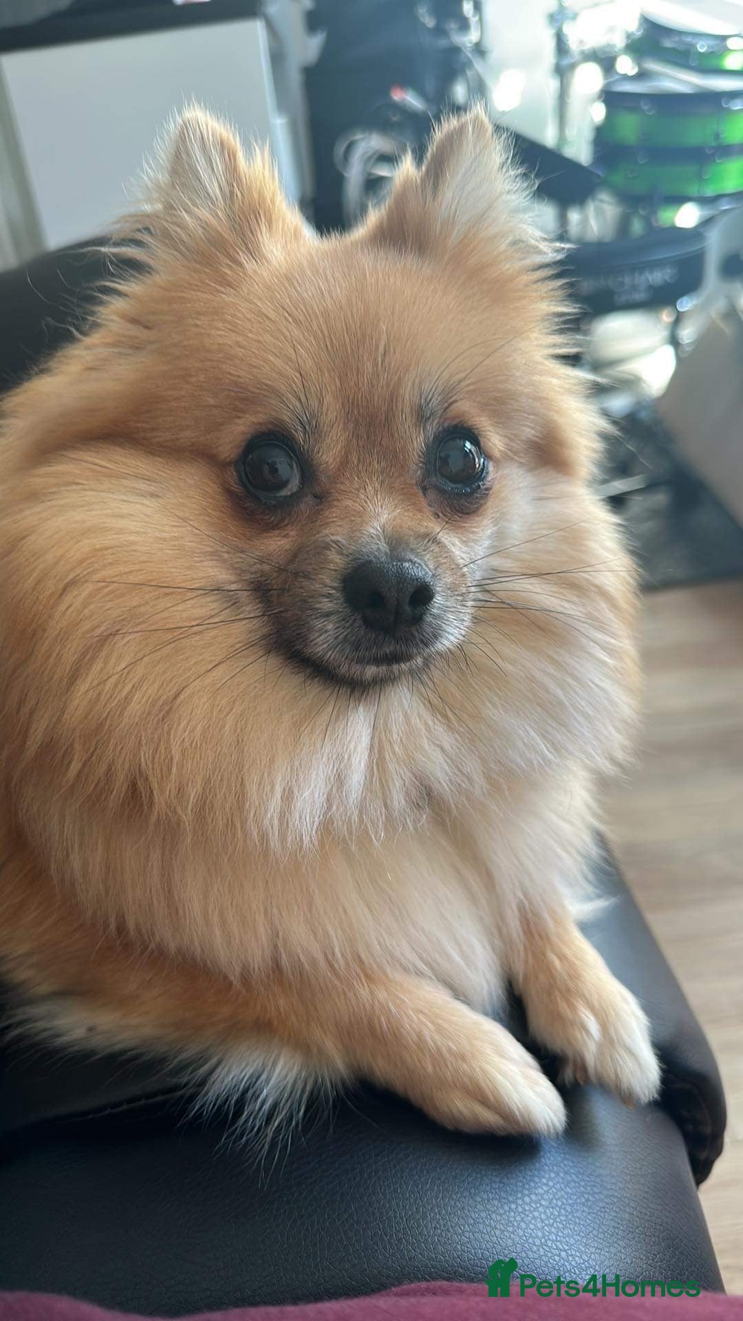 Pomeranian dogs for sale: 5 year old female Pomeranian - Image 8