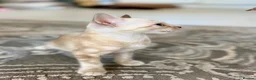 Bengal cats for sale: Beautiful bengal  - Advert 20
