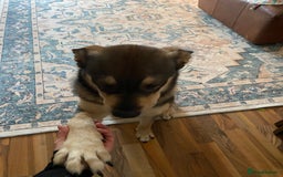 Mixed Breed dogs for sale: Goose - Japanese Akita - Image 5