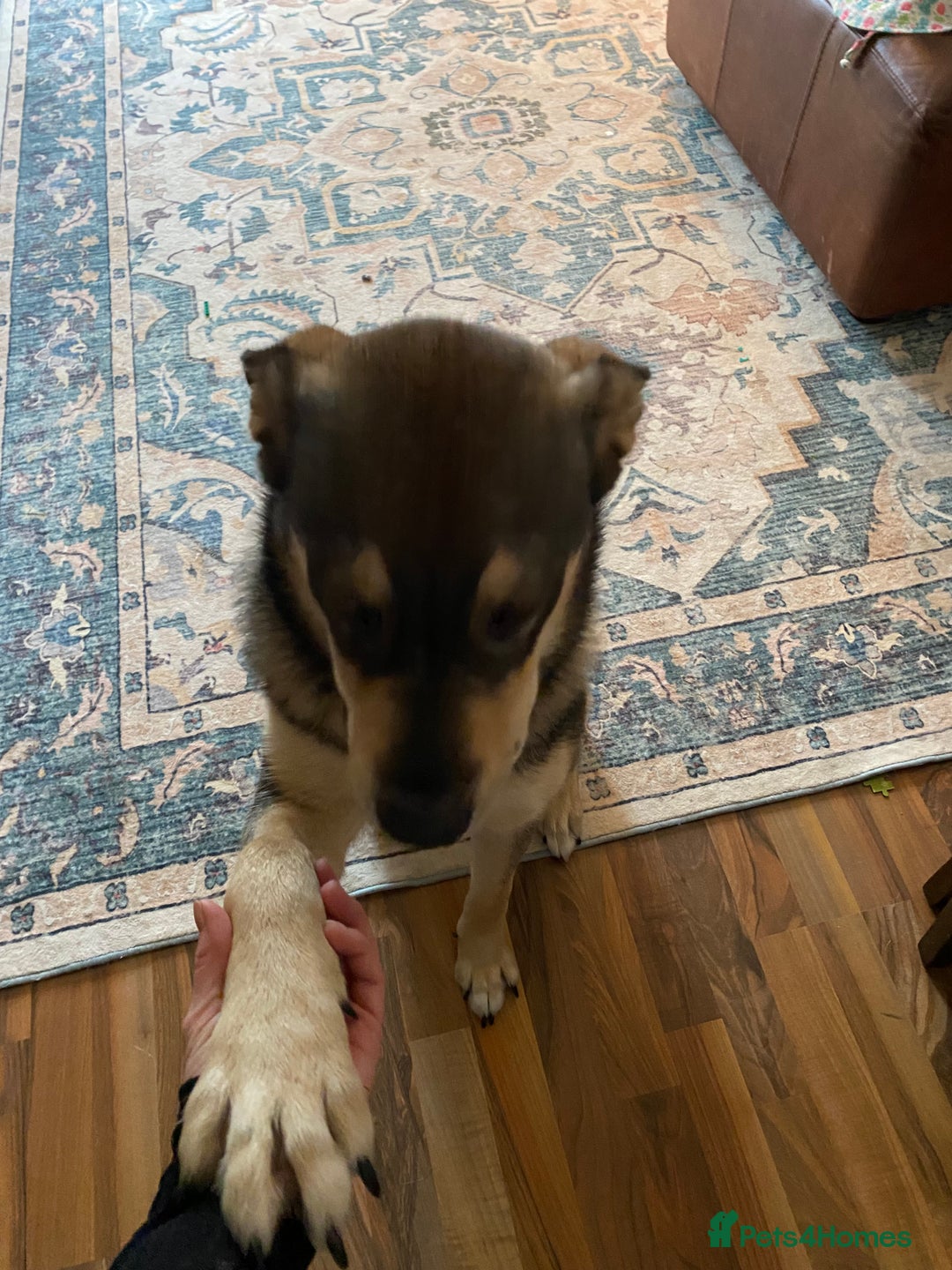 Mixed Breed dogs for sale: Goose - Japanese Akita - Image 5