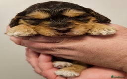 Cockapoo dogs for sale: Chocolate sable Cockapoo puppies - Image 4