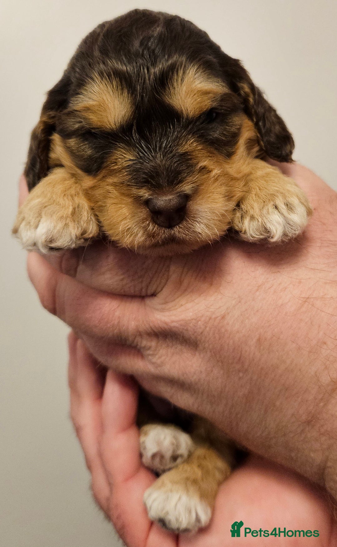 Cockapoo dogs for sale: Chocolate sable Cockapoo puppies - Image 4
