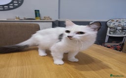 Mixed Breed cats for sale: 5 month old kittens - Image 3