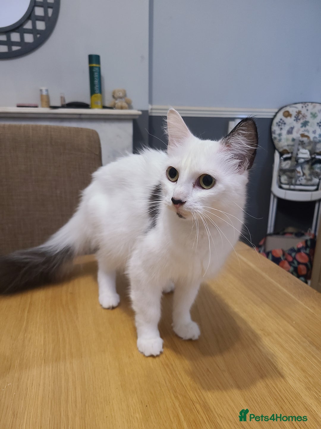 Mixed Breed cats for sale: 5 month old kittens - Image 3