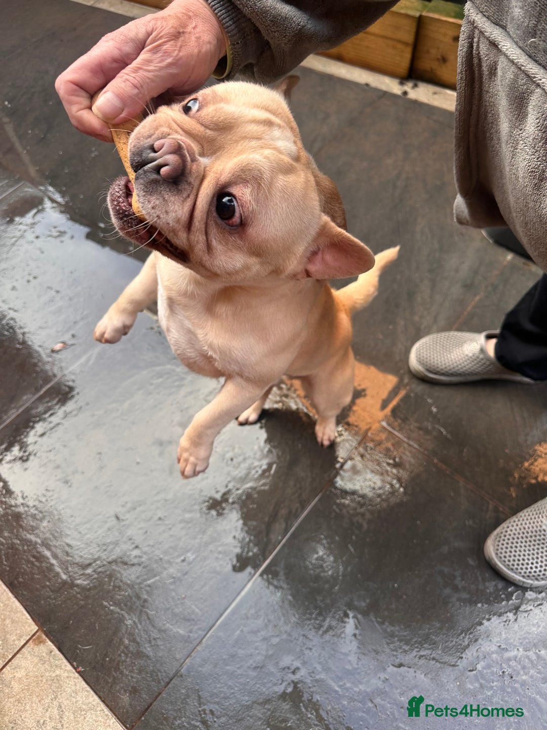 French Bulldog dogs for sale: Both brothers from same litter - Advert 8
