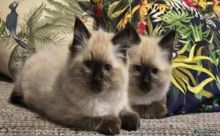 Ragdoll cats - Advert 18