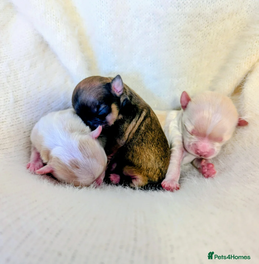 Chihuahua dogs for sale:  3 ABSOLUTELY GORGEOUS CHIHUAHUA PUPPIES FOR SALE - Advert 21