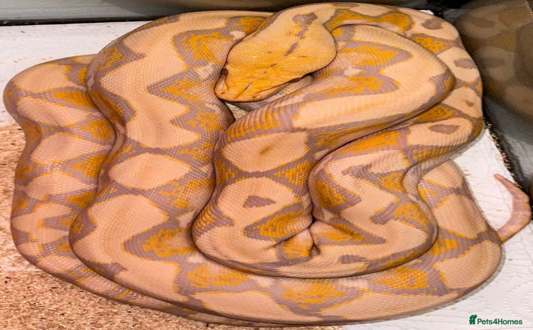 Python Snake reptiles - Advert 2