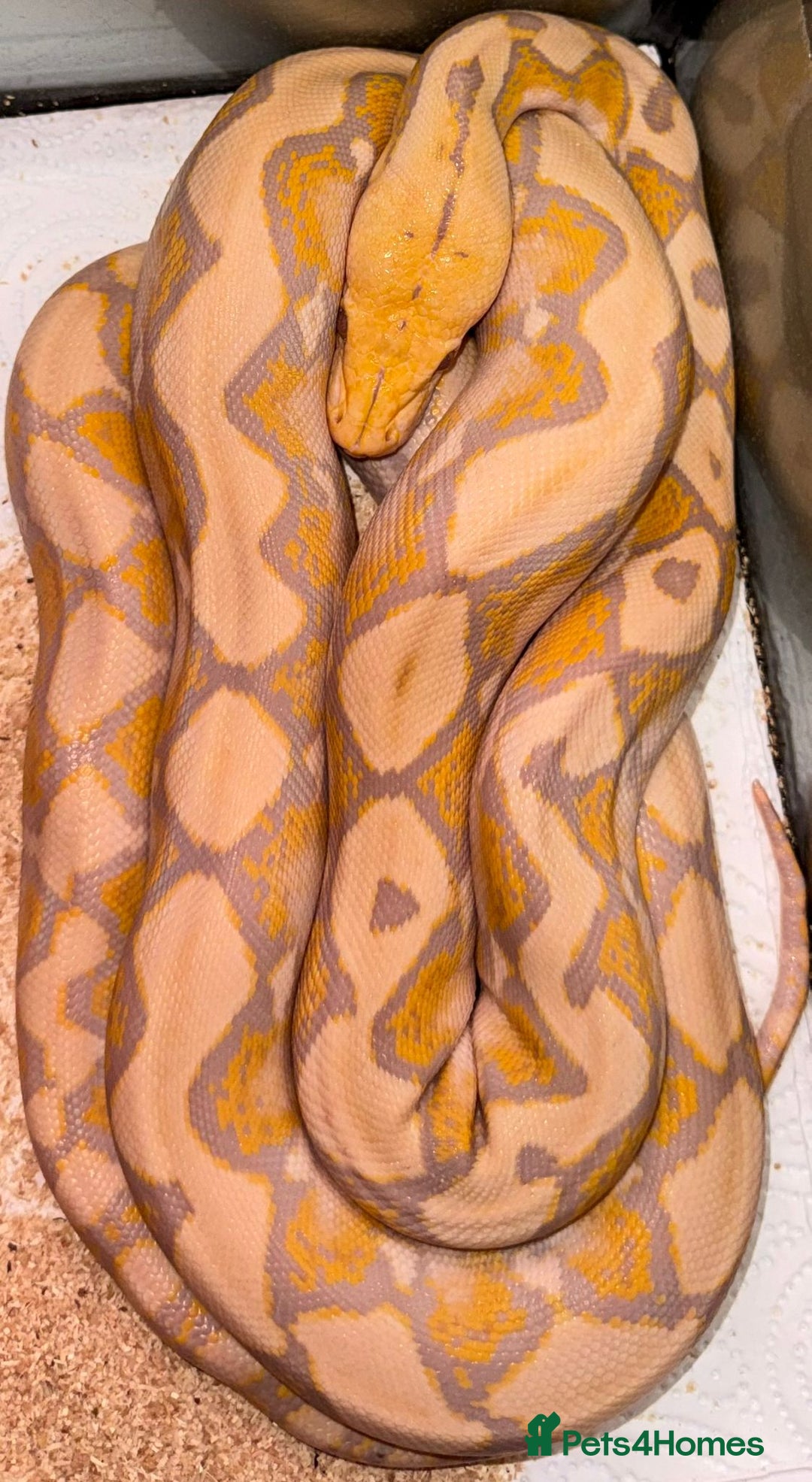 Python Snake reptiles for sale: Snake for sale !  - Image 1