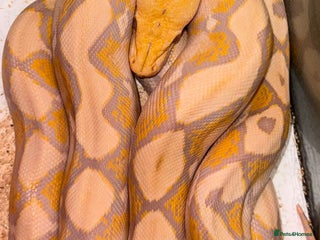 Python Snake reptiles for sale - Advert 1