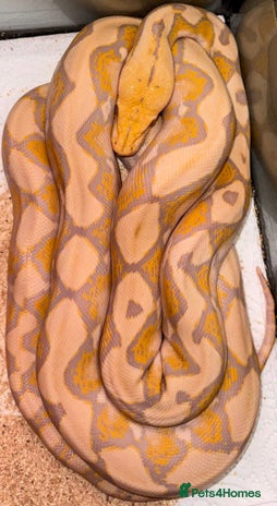 Python Snake reptiles - Advert 2