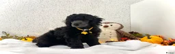 Miniature Poodle dogs for sale: 🌟RARE Silver Miniature Poodle Puppies DNA CLEAR🌟 - Advert 8
